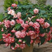 Sun Dancer™ White Pink Picotee Tuberous Begonia Container