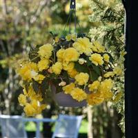 Sun Dancer™ Yellow Tuberous Begonia Basket