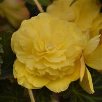 Sun Dancer™ Yellow Tuberous Begonia Bloom