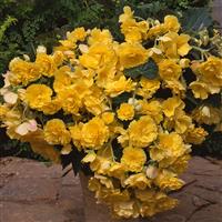 Sun Dancer™ Yellow Tuberous Begonia Container