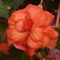 Sun Dancer™ Yellow Red Picotee Tuberous Begonia Bloom