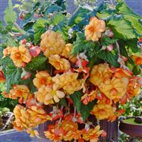 Sun Dancer™ Yellow Red Picotee Tuberous Begonia Container