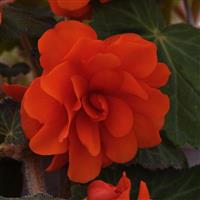 Sun Dancer™ Scarlet Orange Tuberous Begonia Bloom