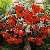 Sun Dancer™ Scarlet Orange Tuberous Begonia Container