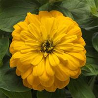 Zesty™ Yellow Zinnia Bloom
