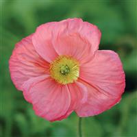 Papaver Champagne Bubbles Pink Bloom