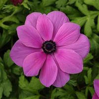 Mona Lisa® Orchid Shade Anemone Bloom