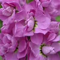 Centum™ Pink Matthiola Bloom
