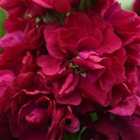 Centum™ Red Matthiola Bloom