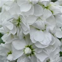 Centum™ White Matthiola Bloom