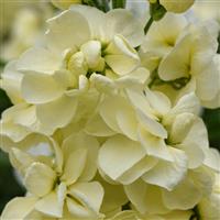 Centum™ Yellow Matthiola Bloom