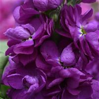 Centum™ Deep Blue Matthiola Bloom