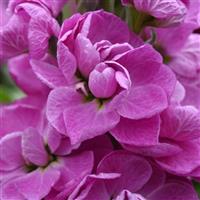 Centum™ Deep Rose Matthiola Bloom