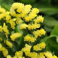 QIS Yellow Limonium Bloom