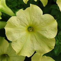 Sophistica® Lime Green Petunia Bloom