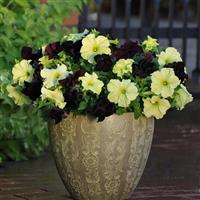 Sophistica® Lime Green Petunia Container
