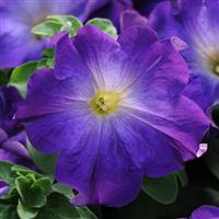 Sophistica® Blue Morn Petunia Bloom