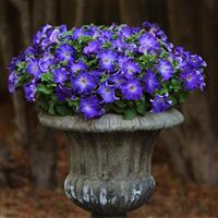 Sophistica® Blue Morn Petunia Container