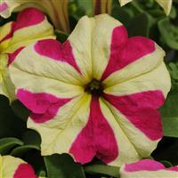Sophistica® Lime Bicolor Petunia Bloom