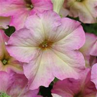 Sophistica® Antique Shades Petunia Bloom