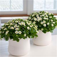 Princess White Exacum Container