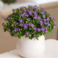 Princess Deep Blue Exacum Container