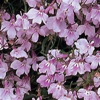 Regatta Lilac Lobelia Bloom