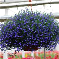 Regatta Midnight Blue Lobelia Basket