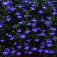 Regatta Midnight Blue Lobelia Bloom