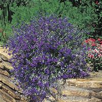 Regatta Midnight Blue Lobelia Landscape