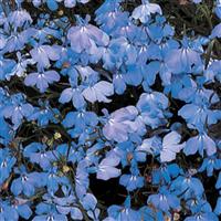 Regatta Sky Blue Lobelia Bloom