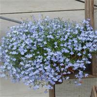 Regatta Sky Blue Lobelia Container