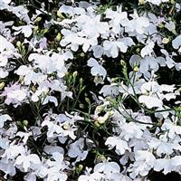 Regatta White Lobelia Bloom