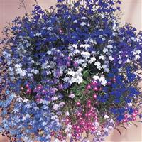 Regatta Mixture Lobelia Bloom