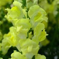 Rocket Golden Snapdragon Bloom