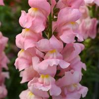 Rocket Pink Snapdragon Bloom