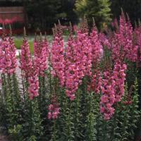 Rocket Rose Shades Snapdragon Landscape