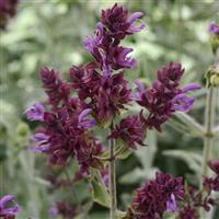 Lancelot Salvia Bloom