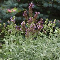 Lancelot Salvia Commercial Landscape 2