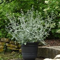 Lancelot Salvia Container