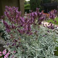 Lancelot Salvia Landscape