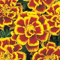 Durango® Bee French Marigold Bloom