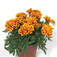 Durango® Bee French Marigold Container