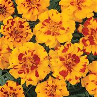 Durango® Bolero French Marigold Bloom