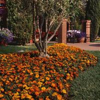 Durango® Bolero French Marigold Commercial Landscape 1