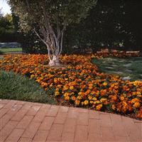 Durango® Bolero French Marigold Landscape