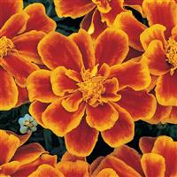 Durango® Flame French Marigold Bloom
