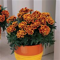 Durango® Flame French Marigold Container
