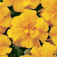 Durango® Gold French Marigold Bloom