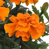 Durango® Orange French Marigold Bloom